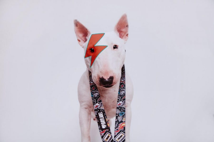 Baylabel - Smycz Przepinana 300 cm - Dog`n`Roll - L Baylabel - Smycz Przepinana 300 cm - Dog`n`Roll - L