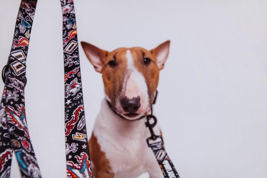 Baylabel - Smycz Przepinana 300 cm - Dog`n`Roll - L Baylabel - Smycz Przepinana 300 cm - Dog`n`Roll - L