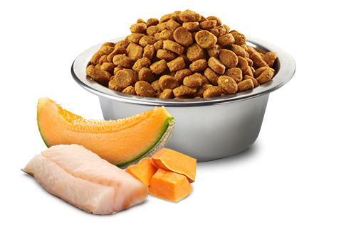Farmina - N&D - Ocean Dog Puppy Mini Codfish, Pumpkin & Cantaloupe Melon - DORSZ, DYNIA I MELON CANTALOUPE - 800g Farmina - N&D - Ocean Dog Puppy Mini Codfish, Pumpkin & Cantaloupe Melon - DORSZ, DYNIA I MELON CANTALOUPE - 800g