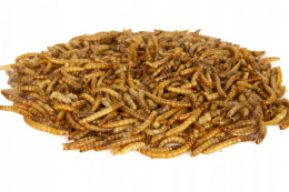Ziołowa Kotlina - Suszona larwa mącznika - 30g