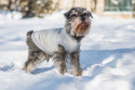 AmiPlay - Bluza dla psa Denver - GRANATOWO-SZARA - rozmiar 40 cm