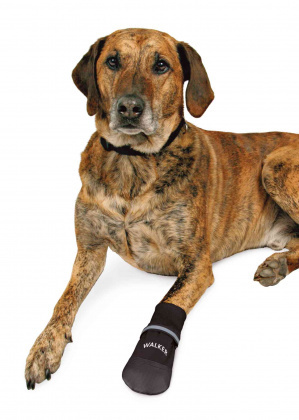 Trixie - Buty ochronne Walker Care Comfort - XXL - Bernenski pies pasterski Trixie - Buty ochronne Walker Care Comfort - XXL - Bernenski pies pasterski