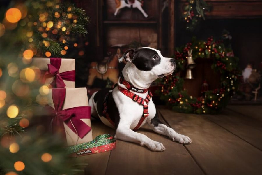 Baylabel - Szelki dla psa - Guard Jingle Bells - M