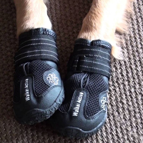 Trixie - Buty ochronne Walker Active - M/L - Dalmatyńczyk