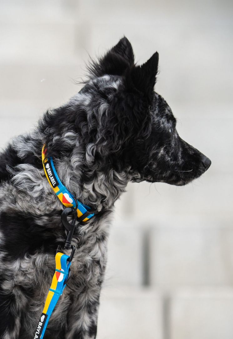 Baylabel - Obroża dla psa - Solidarni z Ukrainą - S
