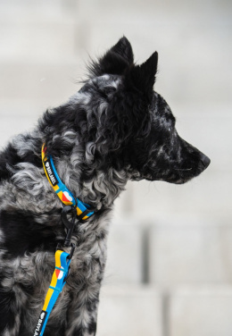 Baylabel - Obroża dla psa - Solidarni z Ukrainą - L