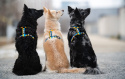Baylabel - Szelki dla psa - Solidarni z Ukrainą - L
