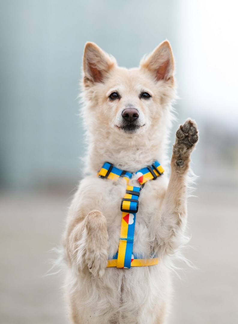 Baylabel - Szelki dla psa - Solidarni z Ukrainą - S