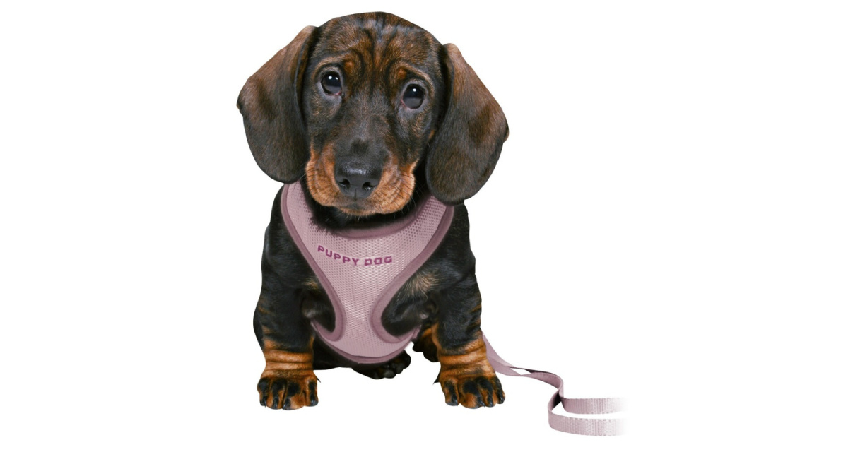 Trixie - Szelki ze smyczą Junior - LILIOWA - 2m Trixie - Szelki ze smyczą Junior - LILIOWA - 2m