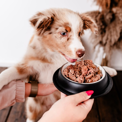 Perro - Gourmet Junior MONO - Jeleń z gruszką - 800g Perro - Gourmet Junior MONO - Jeleń z gruszką - 800g