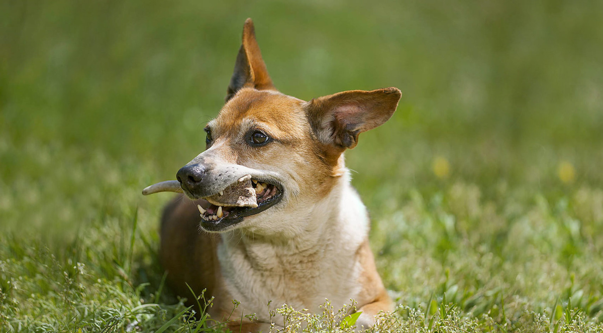 John Dog - Gryak naturalny z poroży jeleniowatych - Hard M - ok 12 cm John Dog - Gryak naturalny z poroży jeleniowatych - Hard M - ok 12 cm
