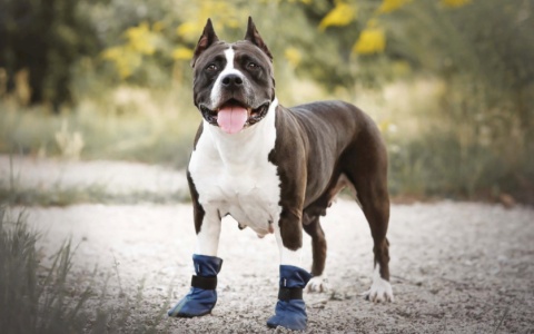 AmiPlay - Buty / Buciki wodoodporne i antypoślizgowe - BRISTOL - Moro - S - FOX TERRIER