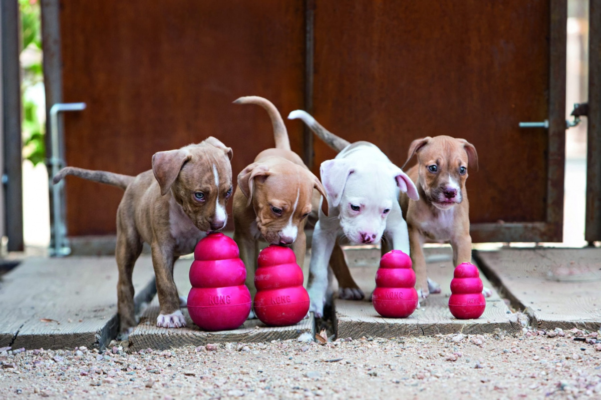 Kong - Classic Small - dla psów do 9kg - TOY Kong - Classic Small - dla psów do 9kg - TOY